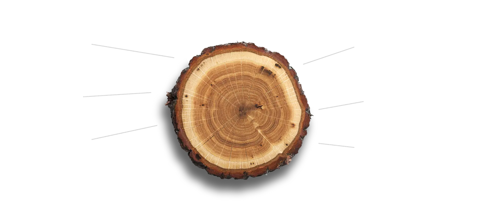Baumscheibe mit Schatten