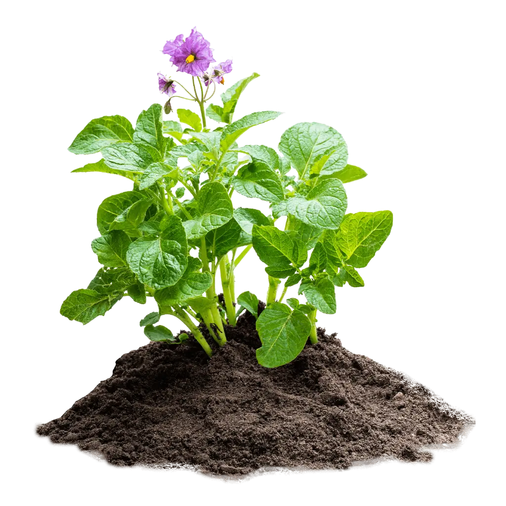SHB70-Hochbeeterde-Pflanze.webp