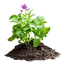 SHB70-Hochbeeterde-Pflanze.webp